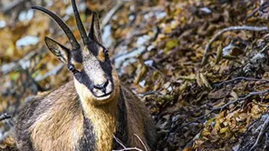 L'aigle et le chamois
