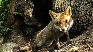 Le monde secret de la forêt