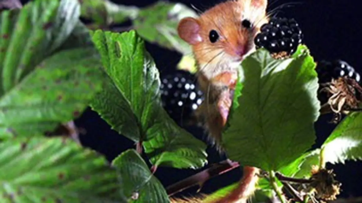 Chroniques sauvages E05 Créatures de l'ombre