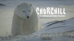 Churchill, la capitale des ours polaires