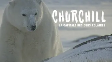 Churchill, la capitale des ours polaires E02 Alerte aux paparazzi