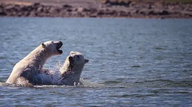 Churchill, la capitale des ours polaires l'été S02E01 Ours polaires et bélugas
