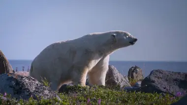 Churchill, la capitale des ours polaires l'été S02E02 La traque de Costaud