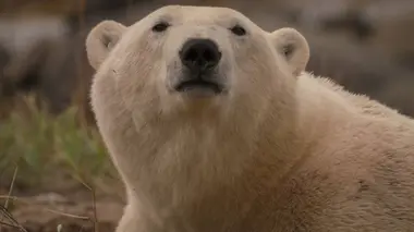 Churchill, la capitale des ours polaires l'été S02E03 Le grand exode