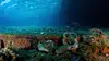 Chuuk : au coeur des vestiges de l'histoire