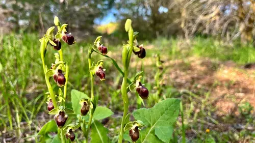 Chypre : une nature mythique
