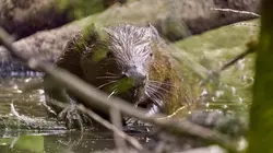 Cimes d'Europe L'Ardenne