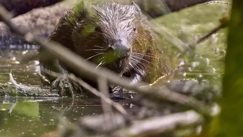Cimes d'Europe L'Ardenne