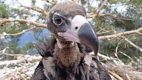 Cimes d'Europe La Sierra de Guadarrama
