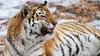 Cinq ans parmi les tigres de Sibérie (2013)
