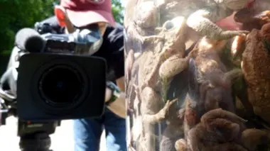 Explosion de crapauds