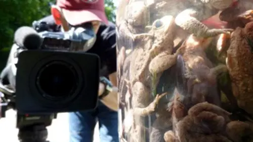 Classés sauvages S01E03 Explosion de crapauds