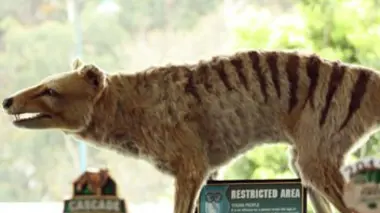 La terreur de la Tasmanie