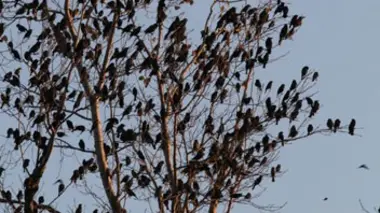 Oiseaux de l'apocalypse