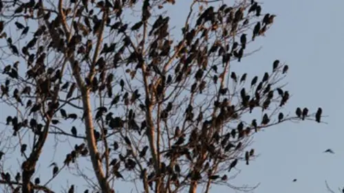 Classés sauvages S02E07 Oiseaux de l'apocalypse