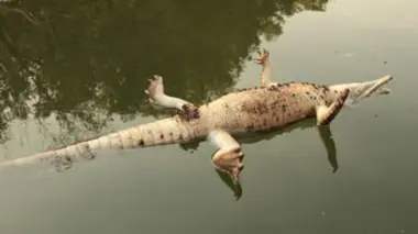 Carnage chez les crocos