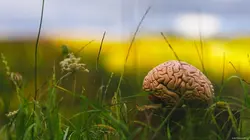 Climat : mon cerveau fait l'autruche
