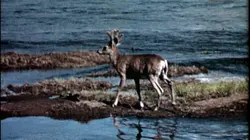 Climat : une guerre américaine