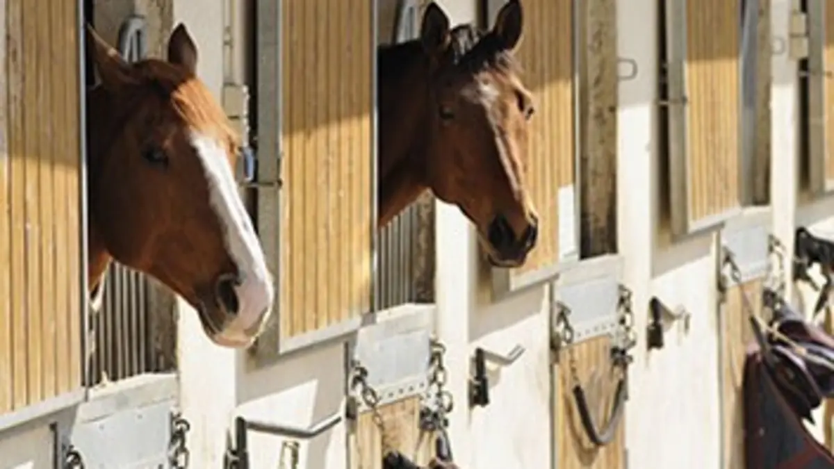 Clonage, la nouvelle arme pour gagner ?