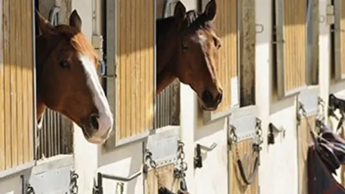 Clonage, la nouvelle arme pour gagner ?