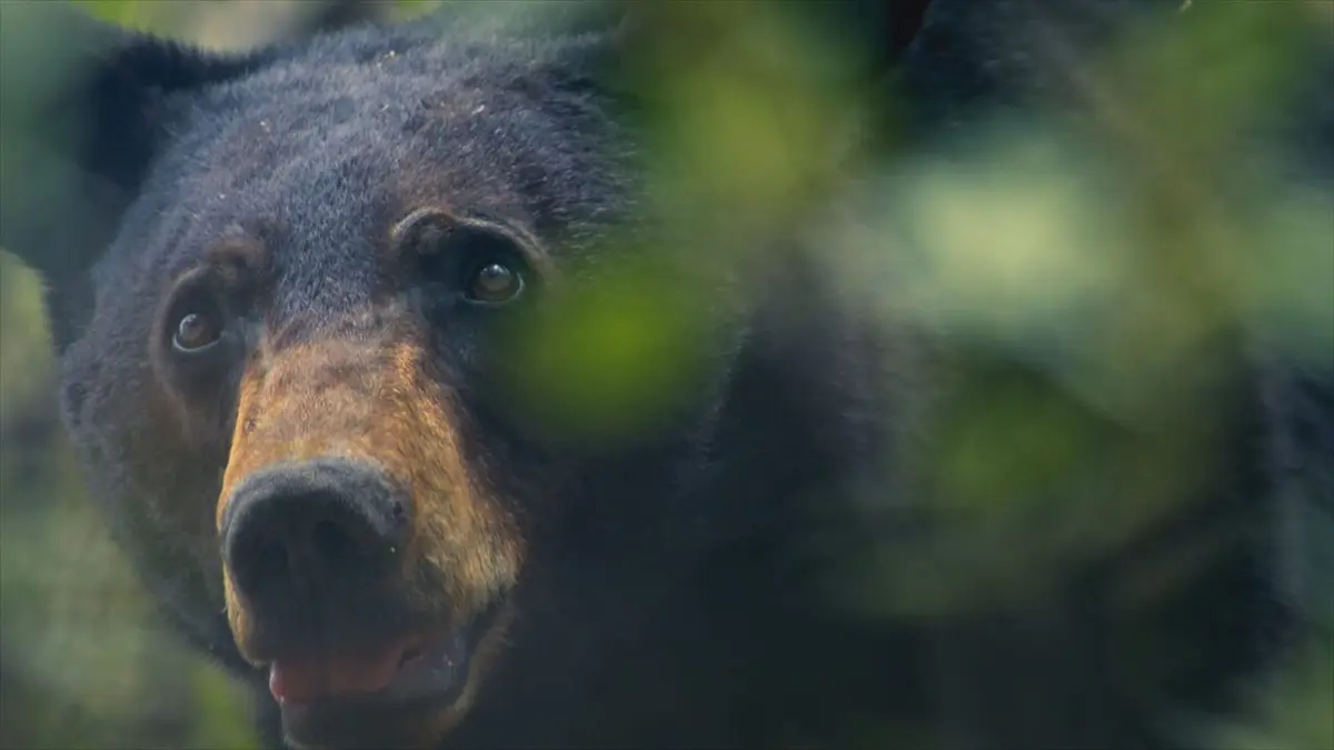 Close Encounters of the Wild Kind