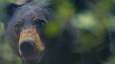 Des cambrioleurs à quatre pattes