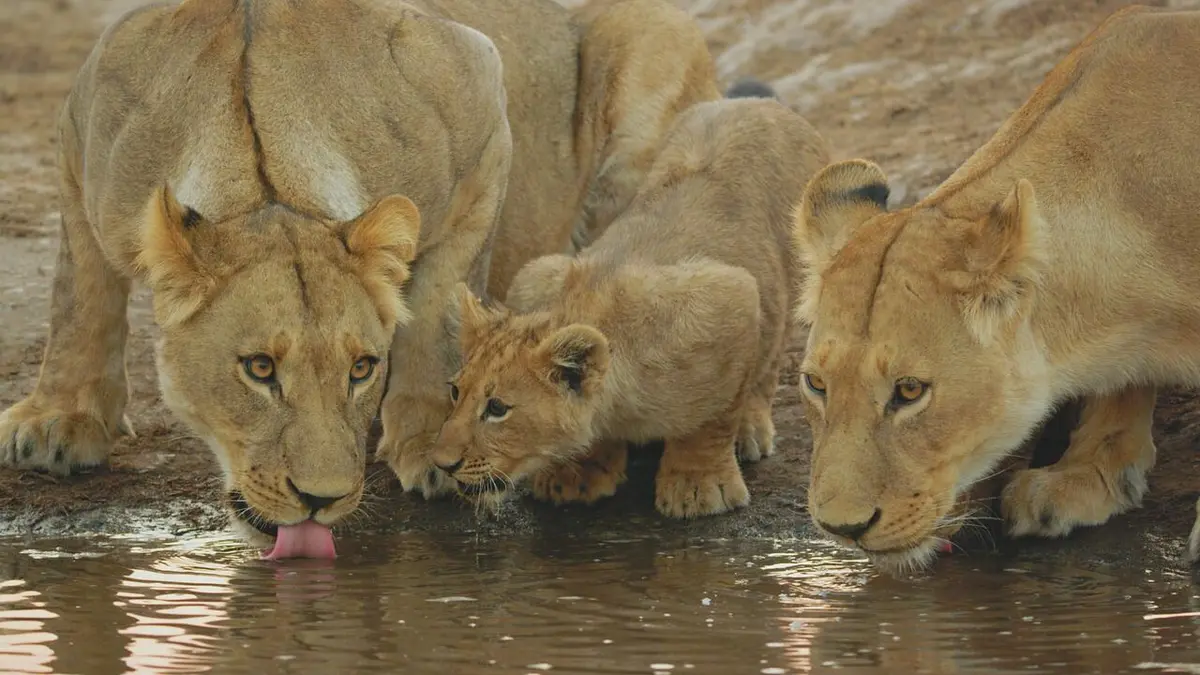 Close Encounters of the Wild Kind Un safari mouvementé