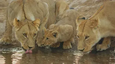 Un safari mouvementé