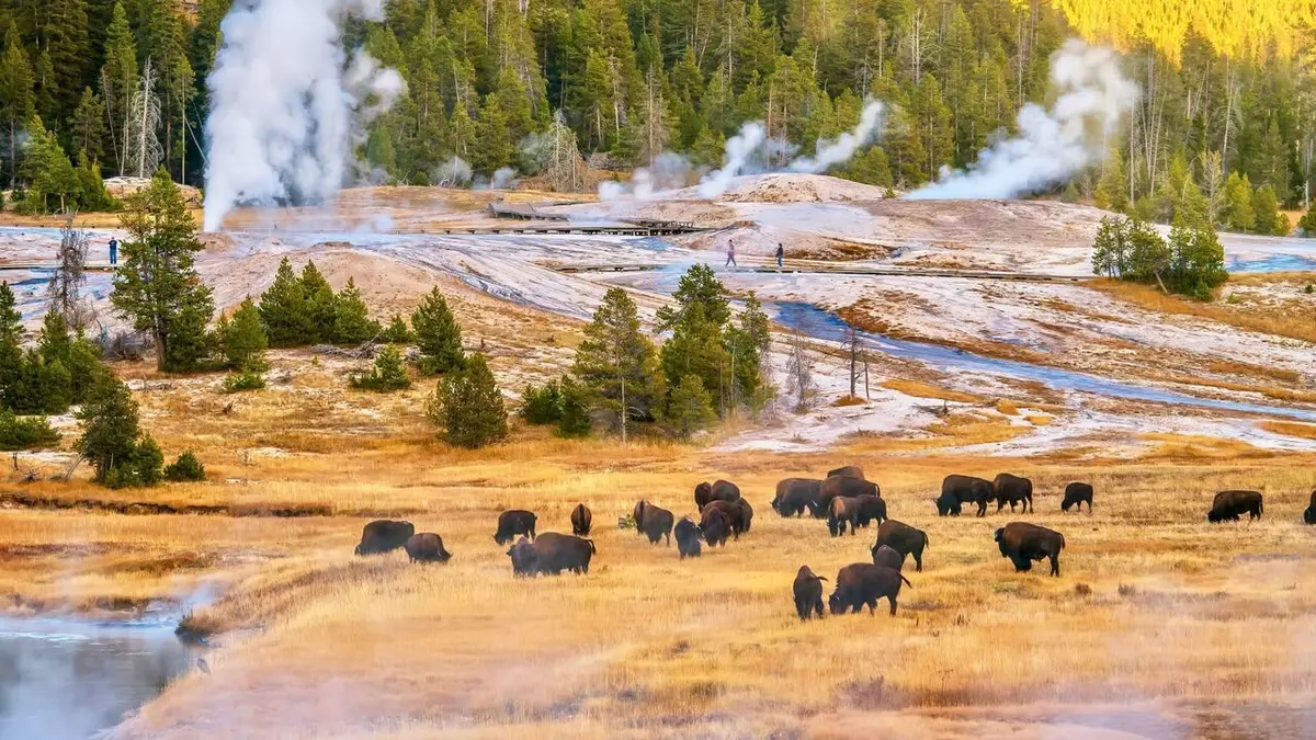 Épisodes de Close Encounters of the Wild Kind