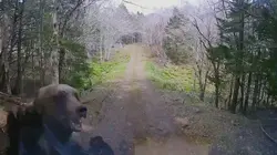 Close Encounters of the Wild Kind  Dans les bois