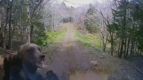 Close Encounters of the Wild Kind Dans les bois