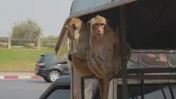 Close Encounters of the Wild Kind