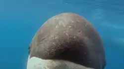 Visuel de Close Encounters of the Wild Kind