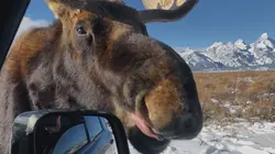 Visuel de Close Encounters of the Wild Kind