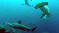 Cocos, l'île des requins