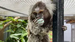 Cohabiter avec des animaux sauvages