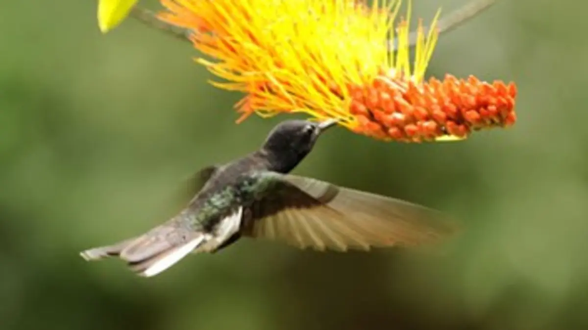 Colibris, joyaux de la nature