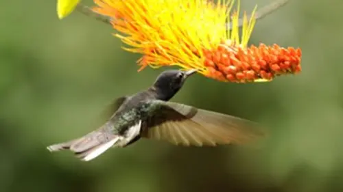 Colibris, joyaux de la nature