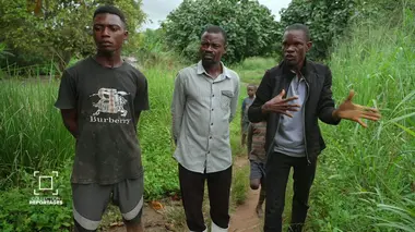 RD Congo : les palmiers du sang