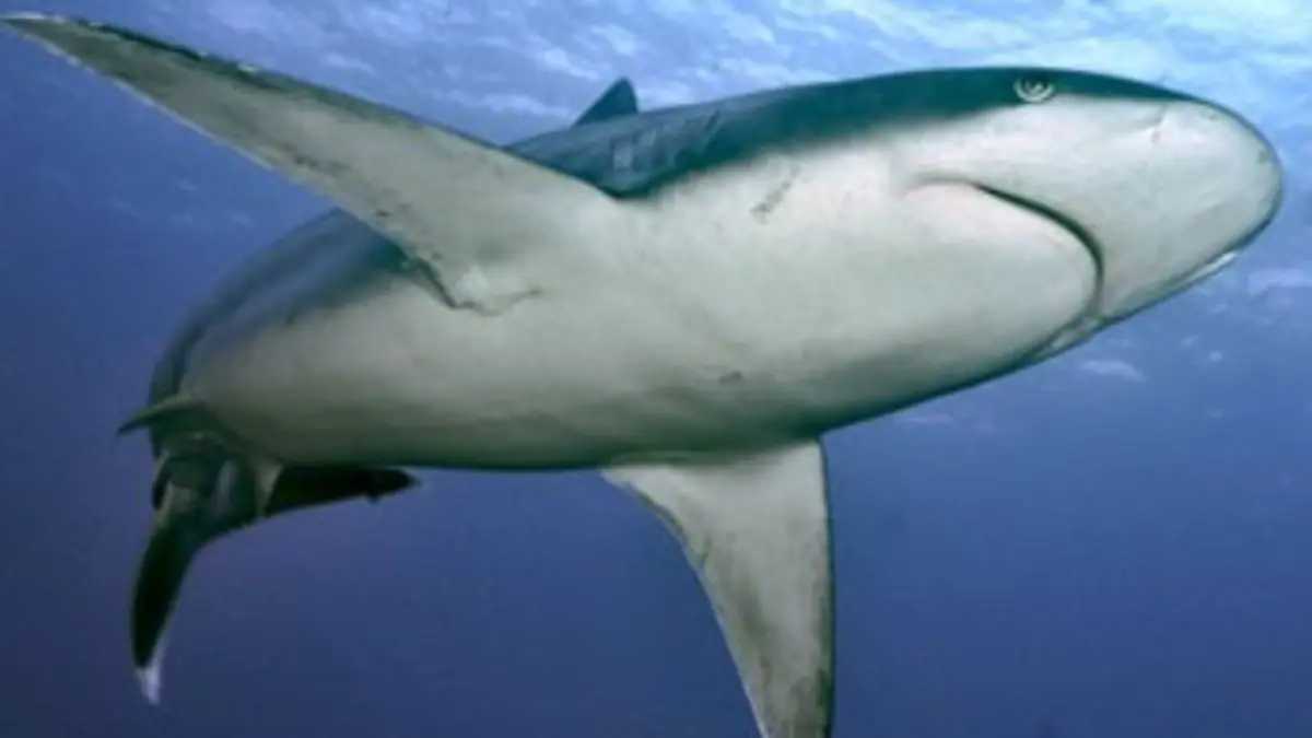 Collection Terre des espèces : les requins E02 Requins : les fruits de l'évolution