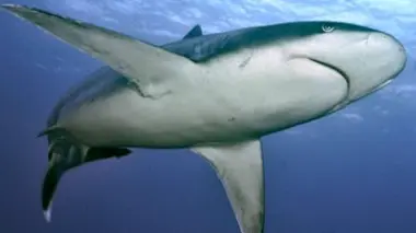 Requins : les fruits de l'évolution