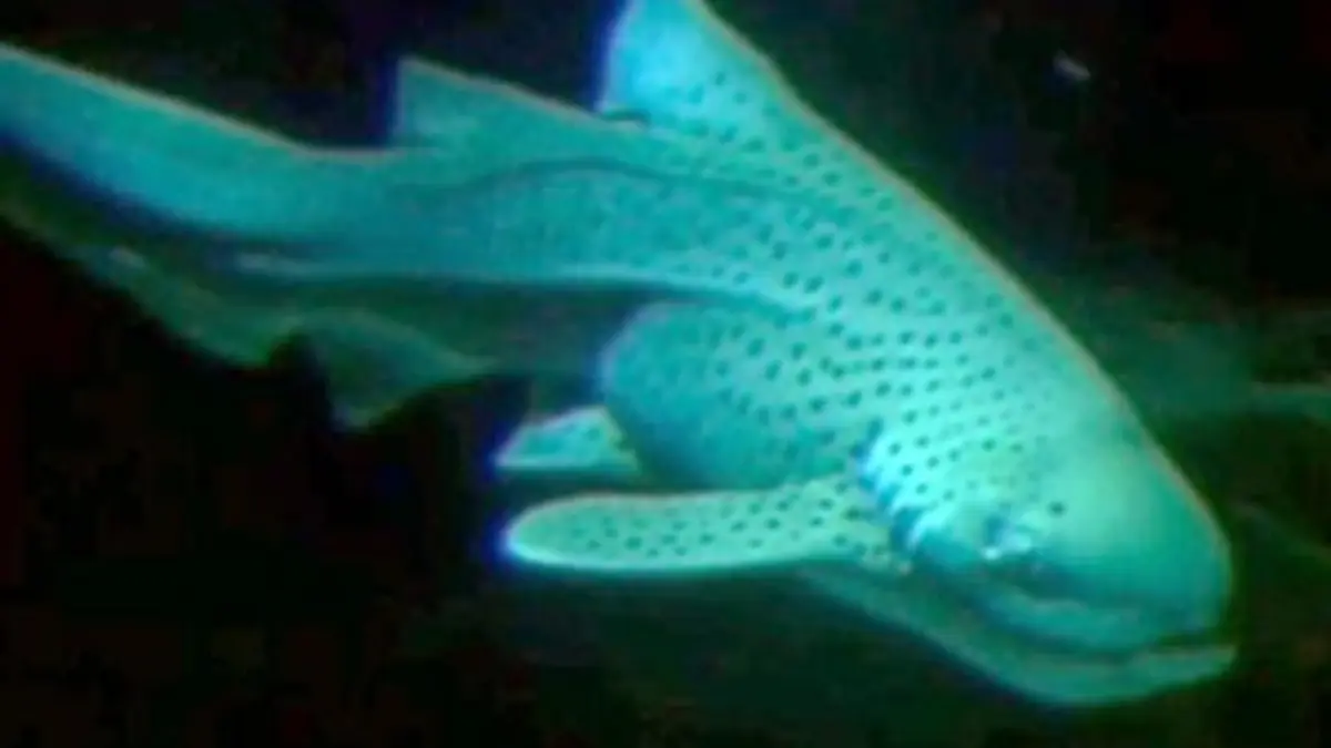 Collection Terre des espèces : les requins E01 Les ancêtres des requins