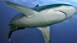 Visuel de Collection Terre des espèces : les requins