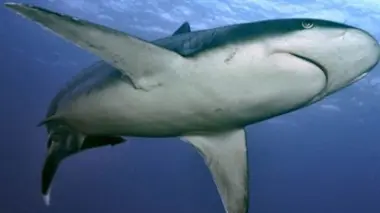 Les requins d'aujourd'hui