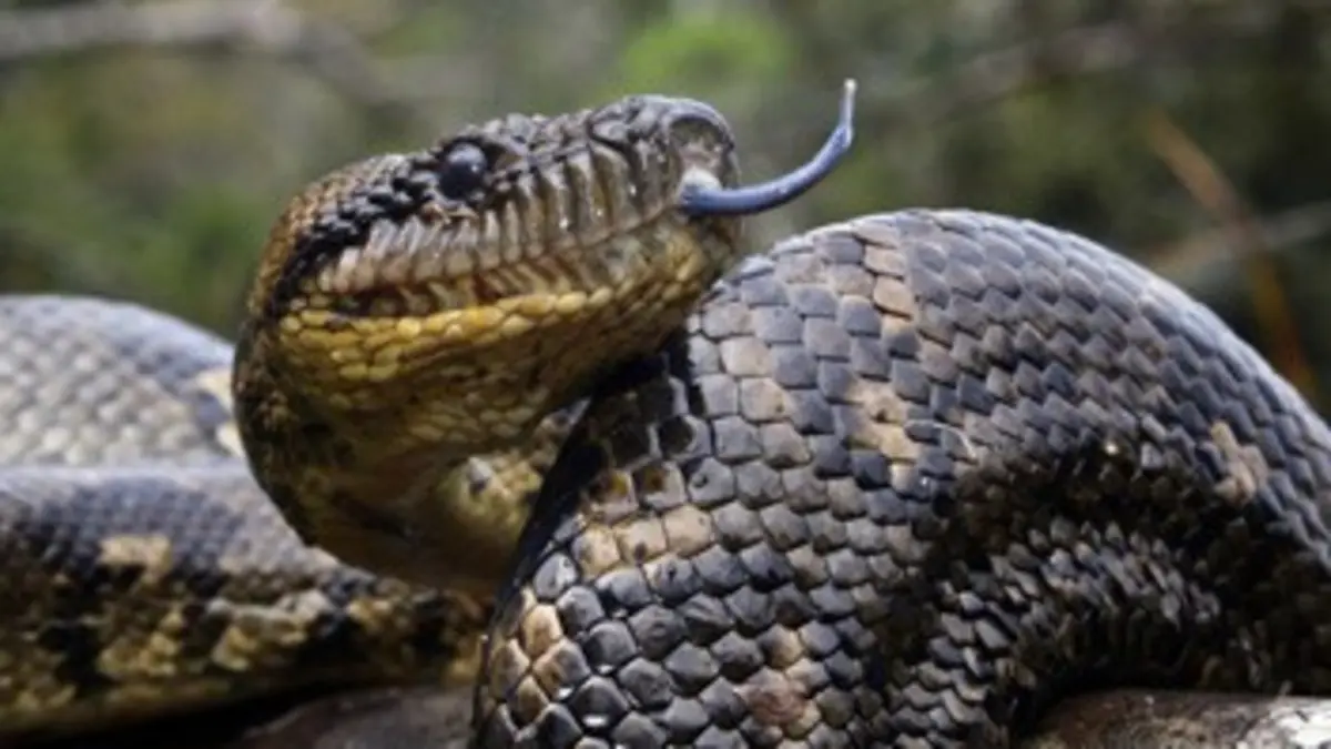 Collection Terre des espèces : les serpents Les serpents, un modèle d'évolution