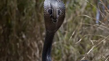 Les serpents, l'apparition des serpents