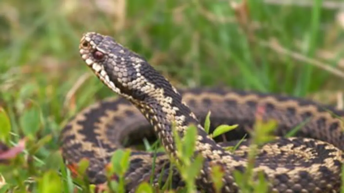 Collection Terre des espèces : les serpents Les serpents modernes