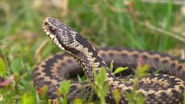 Les serpents modernes