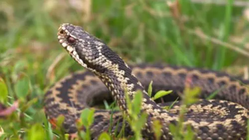 Collection Terre des espèces : les serpents