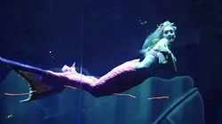 Collector S01E03 Mes queues de sirènes